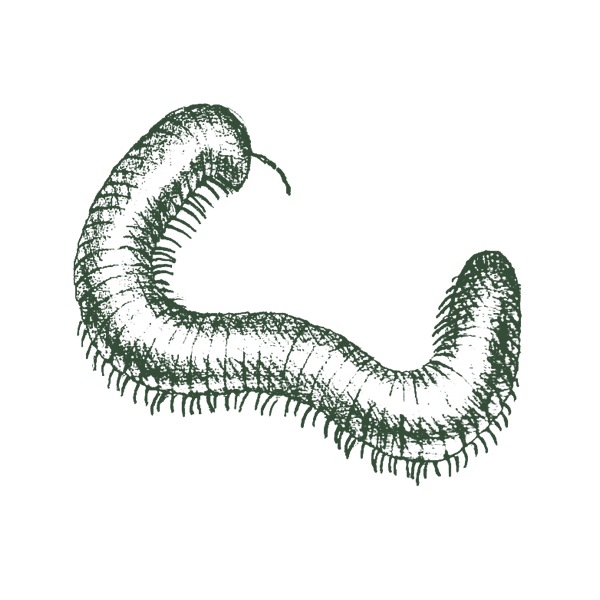 Illustration_of_millipede