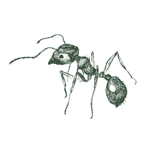 Illustration Of A Pavement Ant