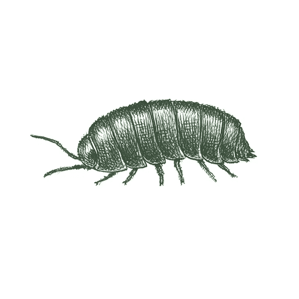 Pill Bug