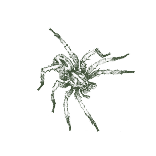 Illustration Of Wolf Spider.